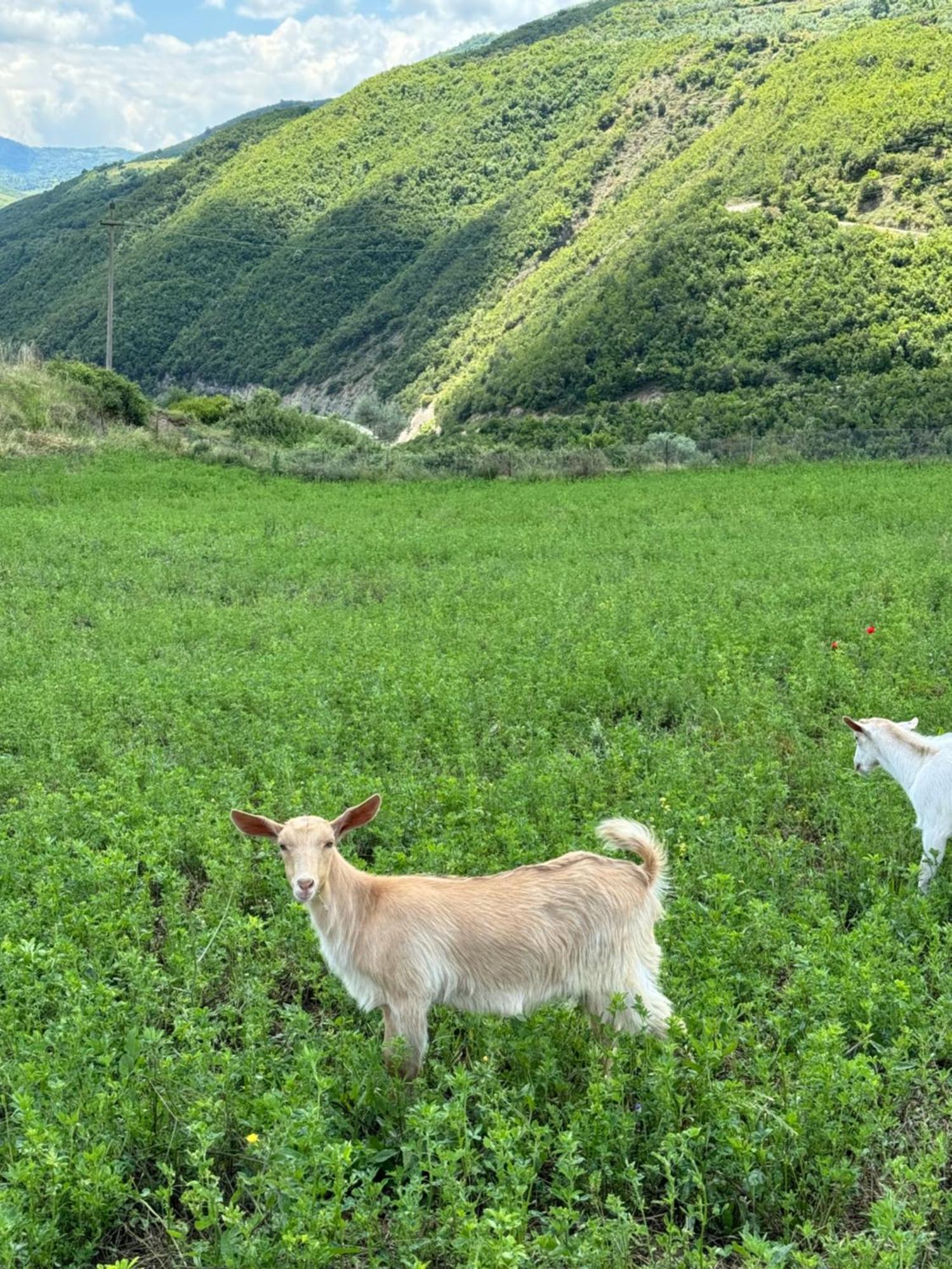 Farm River And Kanoe Hotel Polican Екстериор снимка