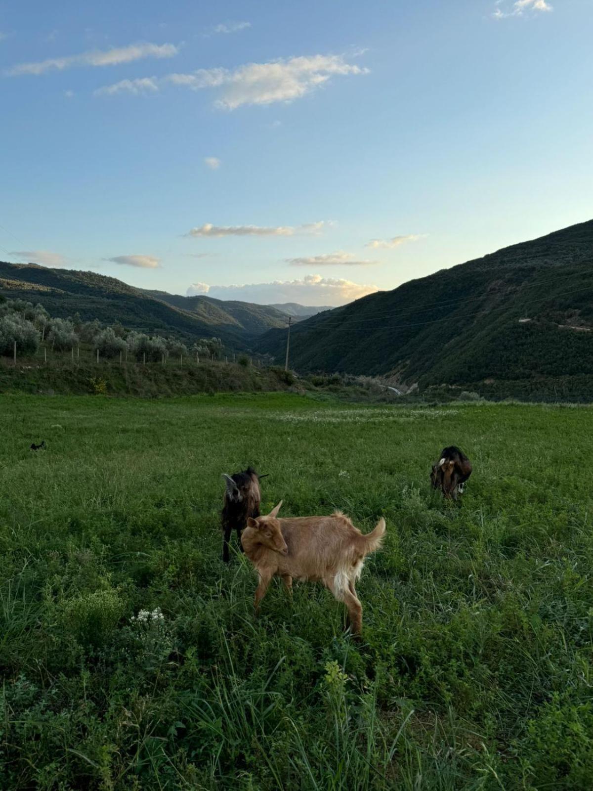 Farm River And Kanoe Hotel Polican Екстериор снимка